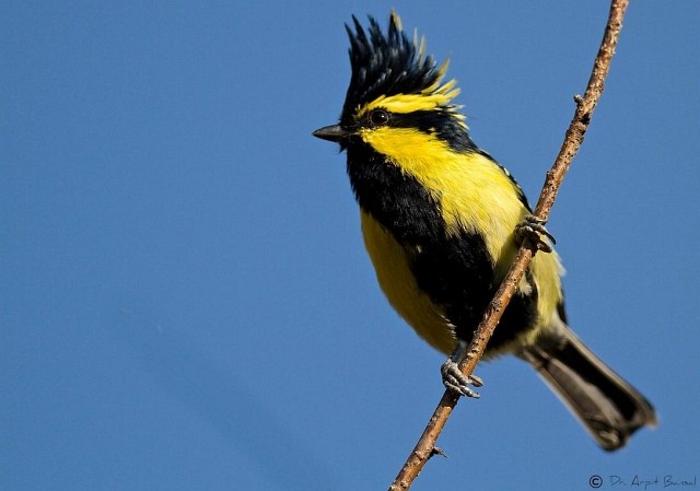 Mésange à joues jaunes - ML379118291