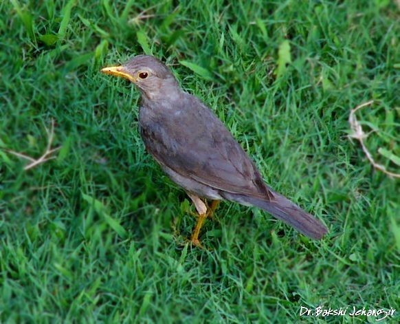 Tickell's Thrush - ML379118321