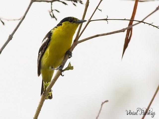 Common Iora - Pankaj Maheria