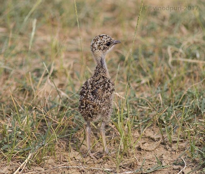 Indian Courser - ML379118811