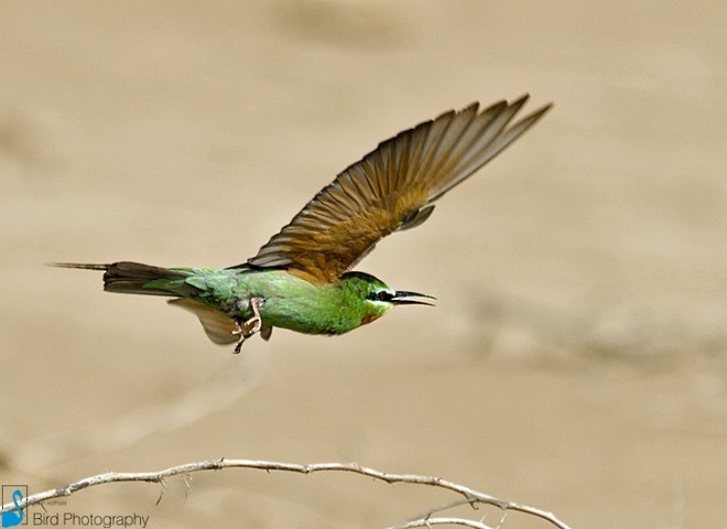 Blue-cheeked Bee-eater - Yash Kothiala