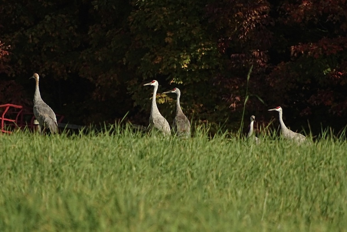 Sandhill Crane - ML379120071