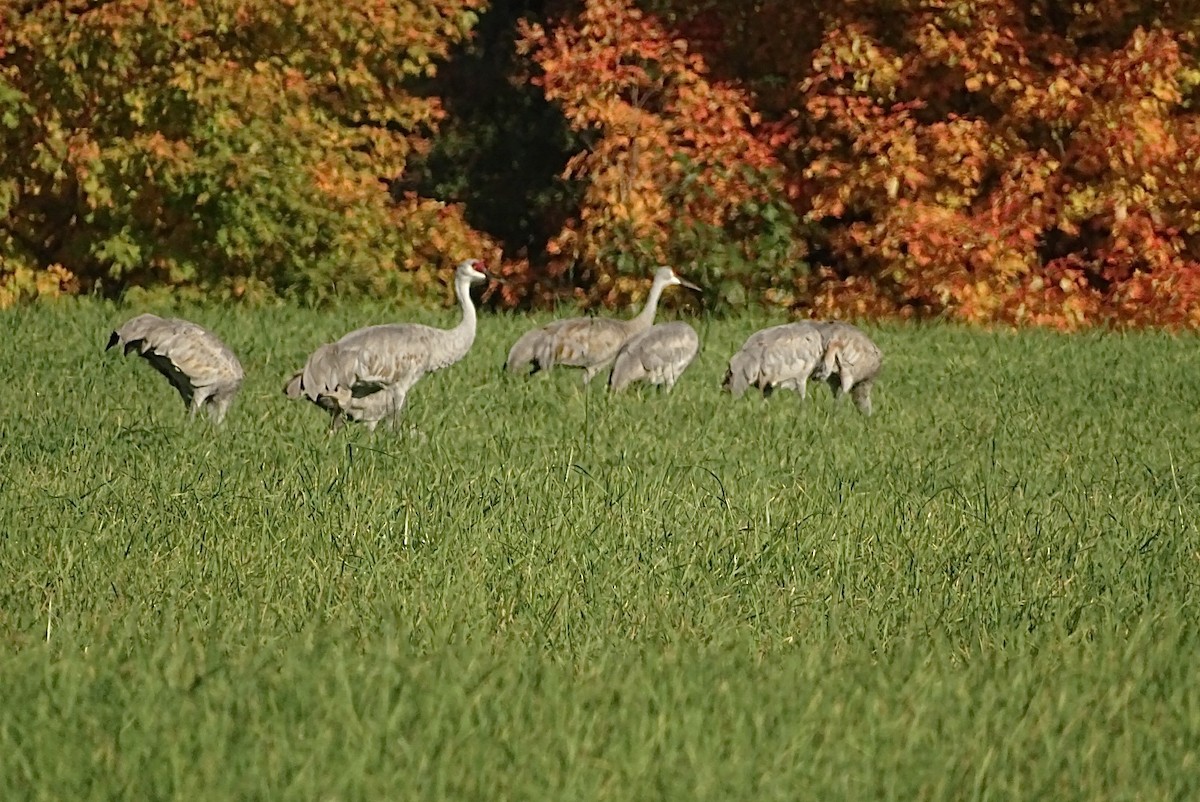 Sandhill Crane - ML379120101