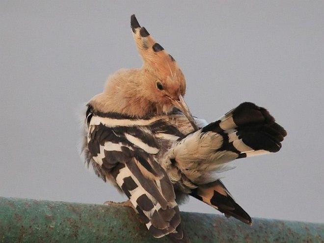 Common Hoopoe - ML379120611