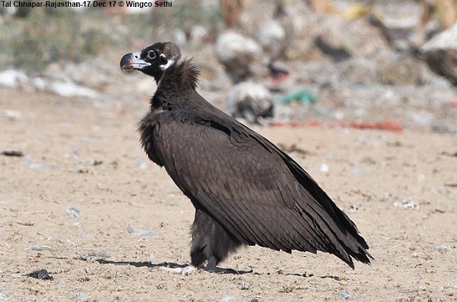 Cinereous Vulture - ML379120961
