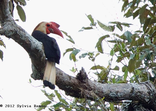 Writhed Hornbill - ML379121351