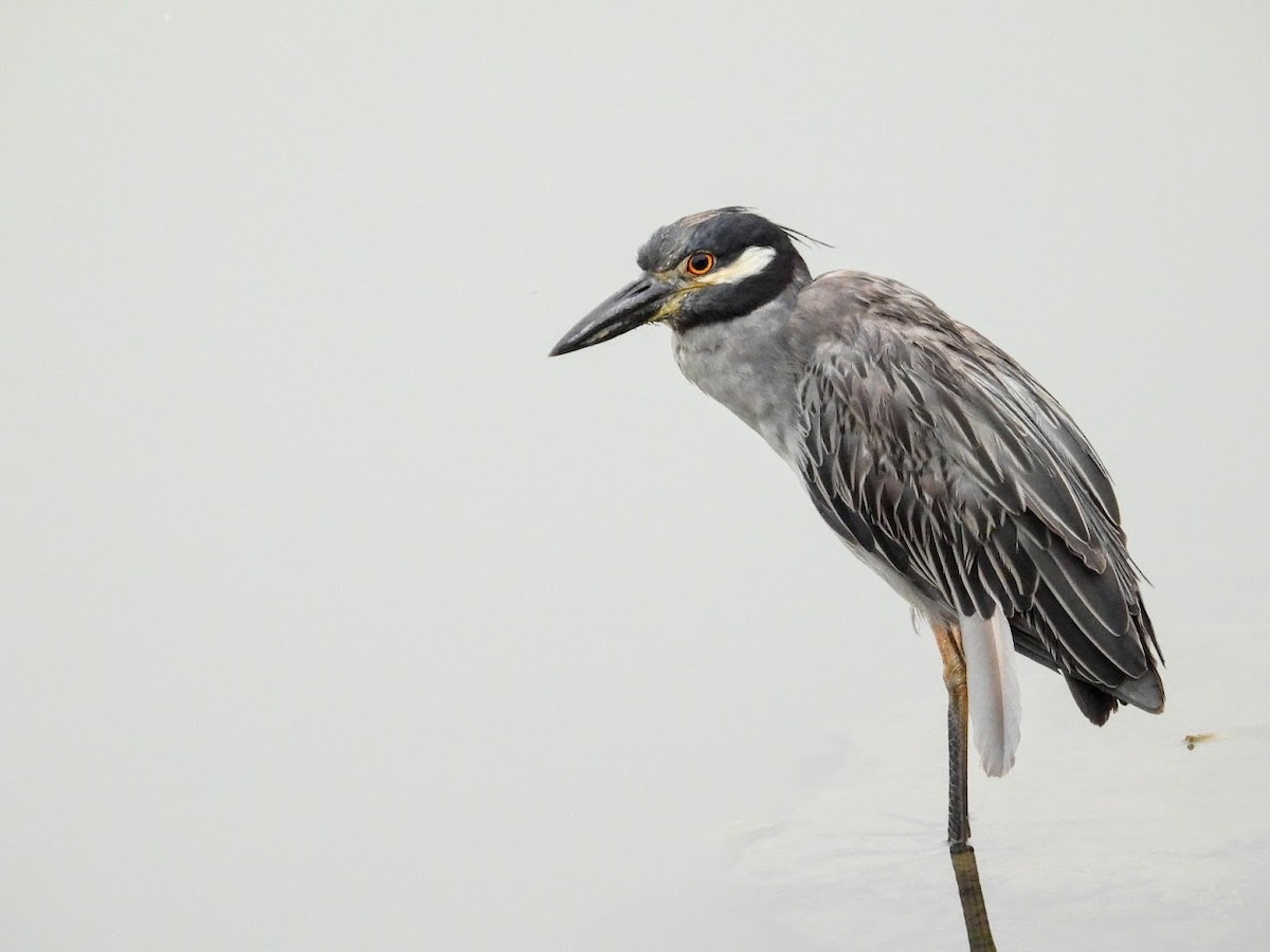 Yellow-crowned Night Heron (Yellow-crowned) - ML379122041