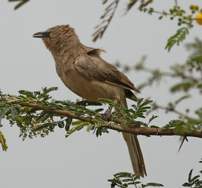 Large Gray Babbler - Manjusha Savant