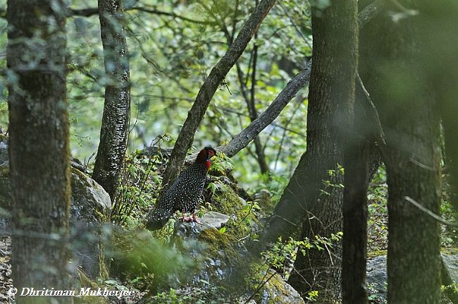 Western Tragopan - ML379122801