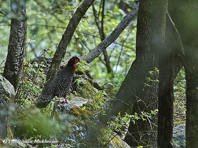 Western Tragopan - ML379122861