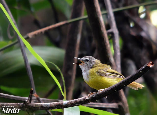 Yellow-bellied Warbler - ML379124011