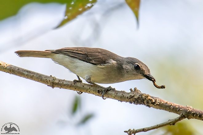 Mangrove Whistler - ML379124091