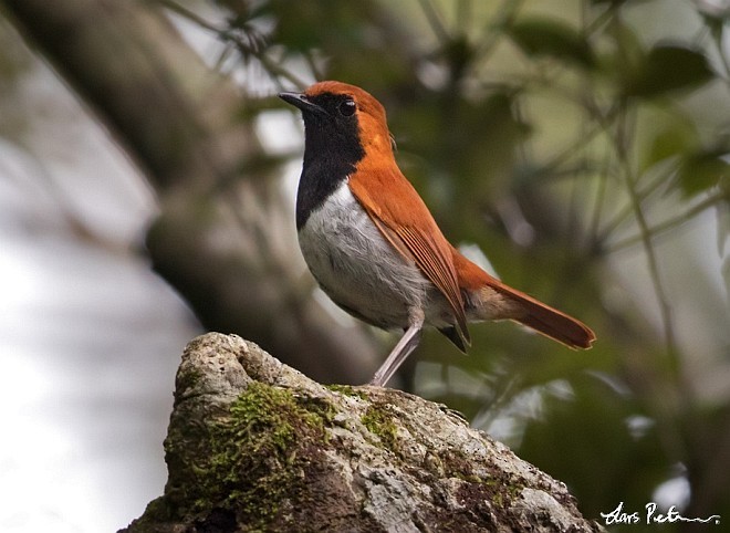 Okinawa Robin - ML379124341