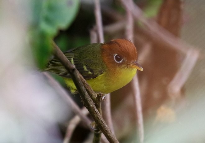 Yellow-breasted Warbler - ML379124521