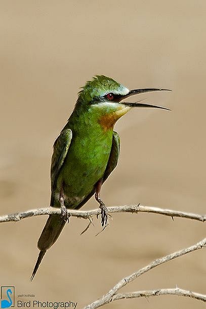 Blue-cheeked Bee-eater - Yash Kothiala
