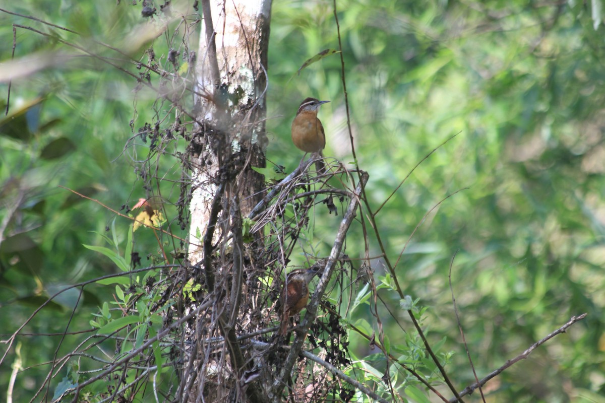 Carolina Wren - ML379124611