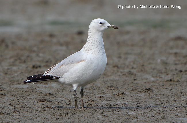 Relict Gull - Michelle & Peter Wong