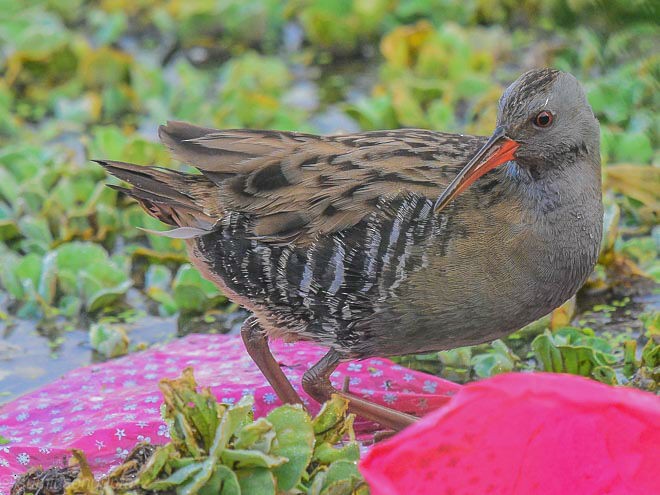 Water Rail - ML379125571