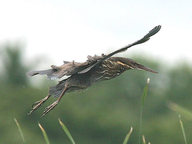 Black Bittern - ML379125691