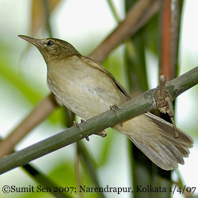 Large-billed Reed Warbler - ML379127551