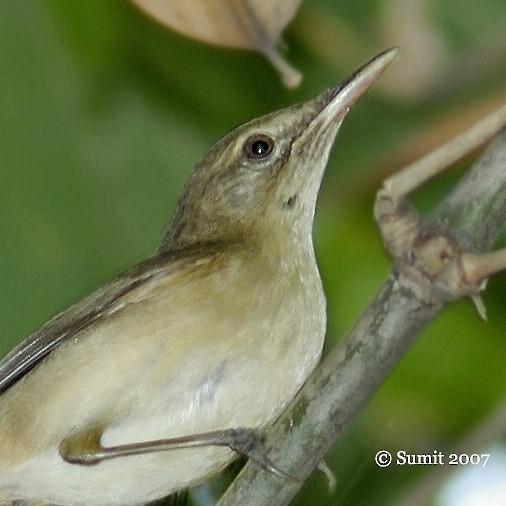 Large-billed Reed Warbler - ML379127591