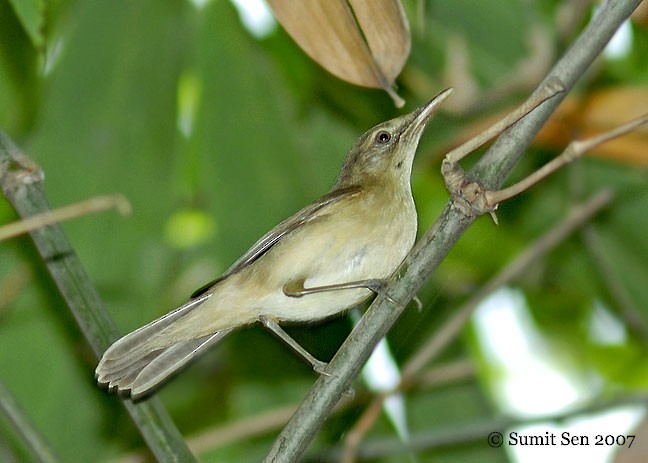 Large-billed Reed Warbler - ML379127601