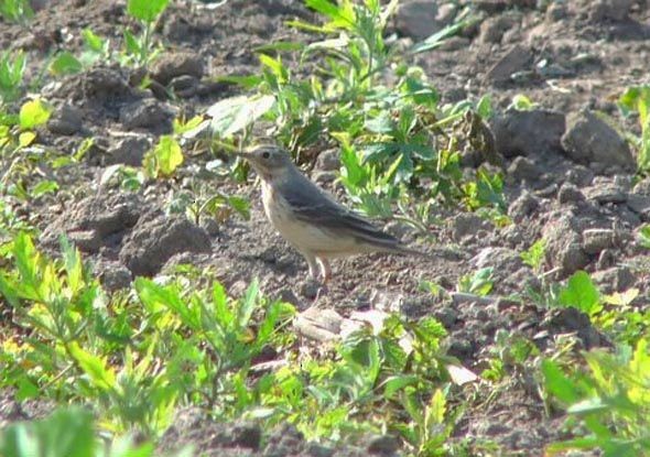 American Pipit - ML379127961