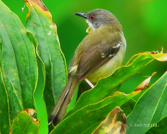 Prinia bifasciée - ML379128011