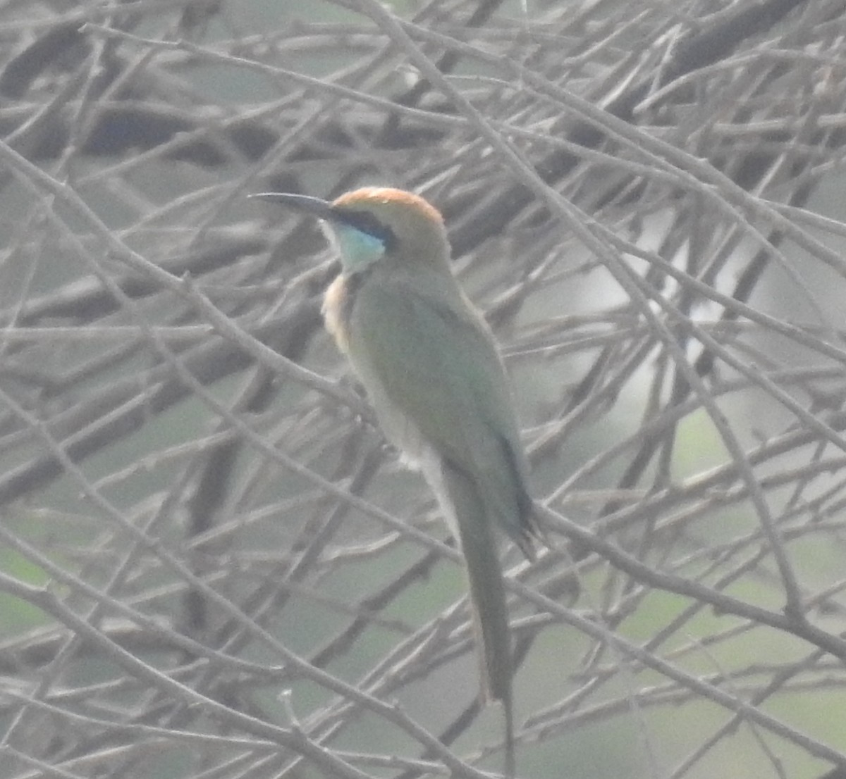 Asian Green Bee-eater - ML379128281