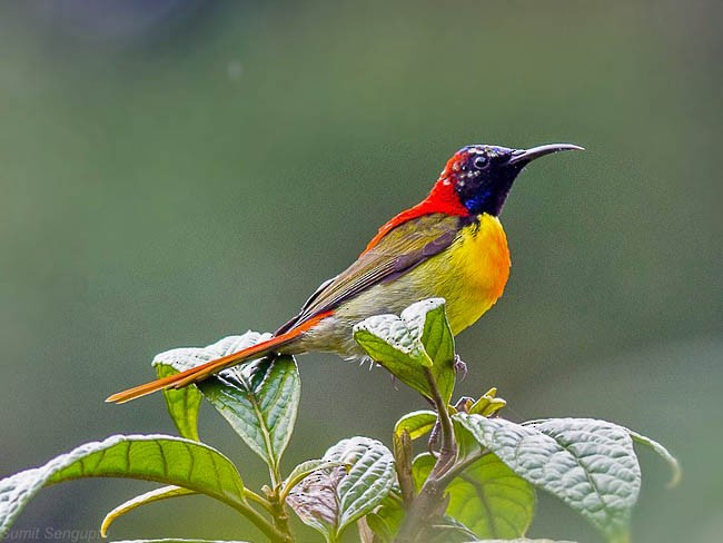 Feuerschwanz-Nektarvogel - ML379128481