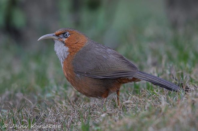 Rusty-cheeked Scimitar-Babbler - ML379128751