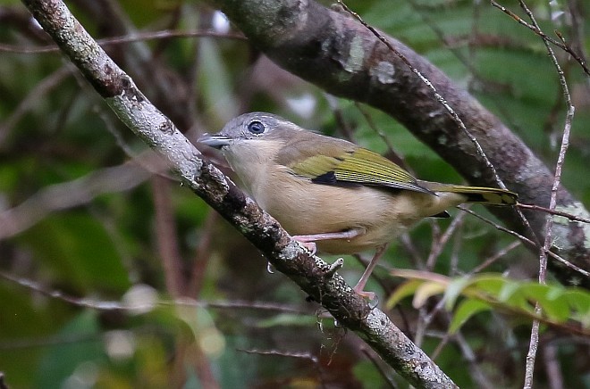 White-browed Shrike-Babbler (Blyth's) - ML379129151