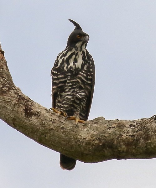 Blyth's Hawk-Eagle - ML379129171