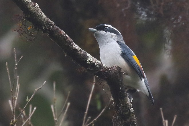 White-browed Shrike-Babbler (Blyth's) - ML379129191