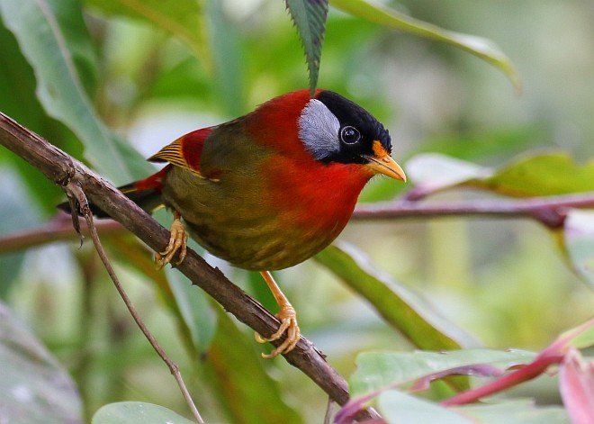 Leiótrix Cariblanco (laurinae/rookmakeri) - ML379129201