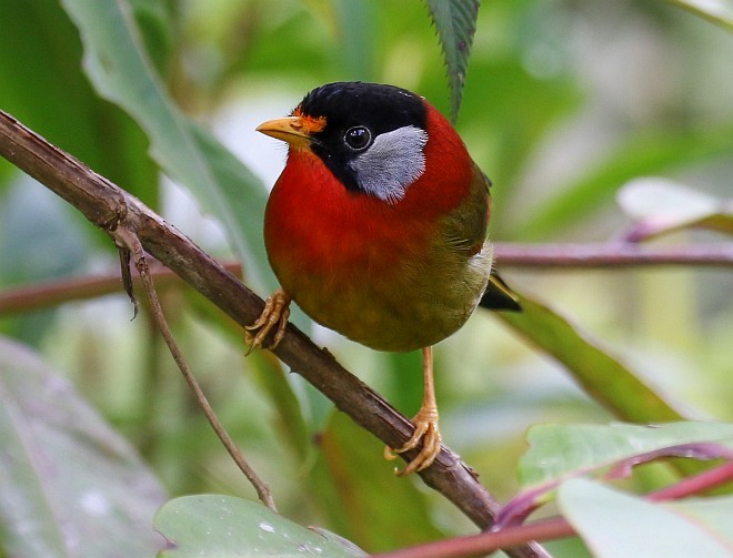 Silver-eared Mesia (Sumatran) - ML379129211