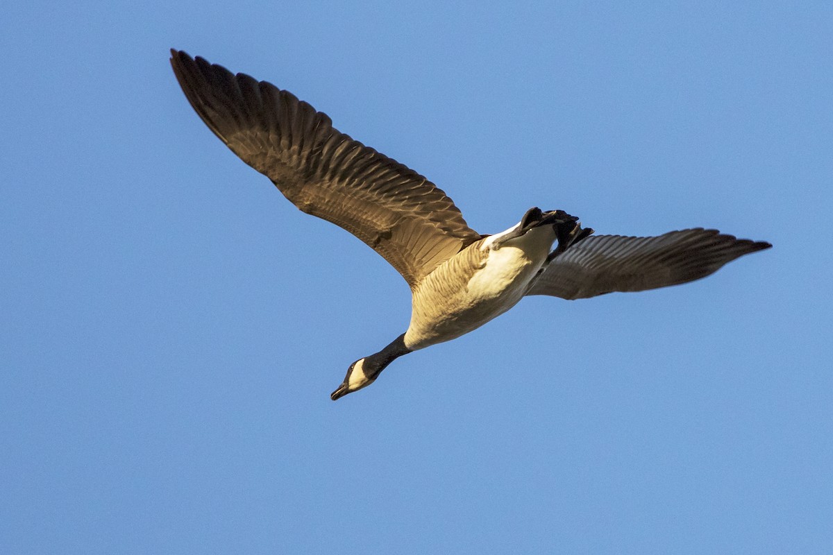 Canada Goose - Lesley Tullis