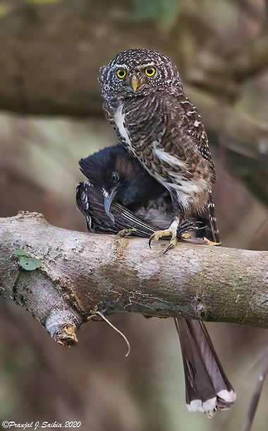 Collared Owlet - ML379129791