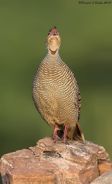 Gray Francolin - ML379129911