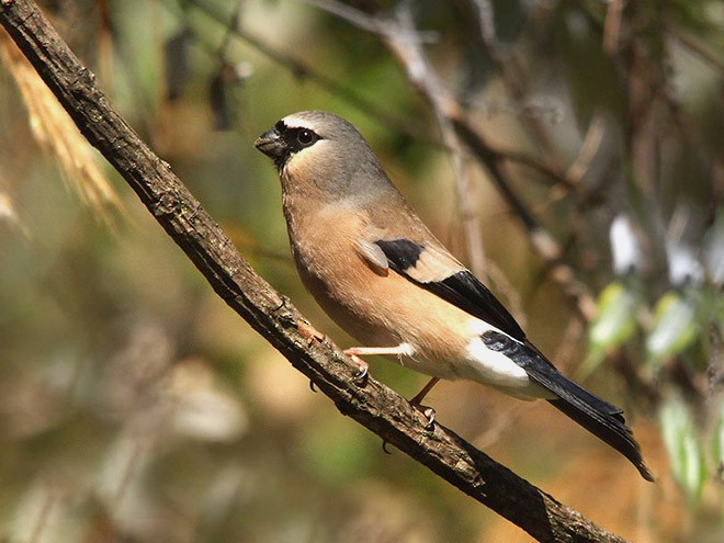 Gray-headed Bullfinch - ML379130001