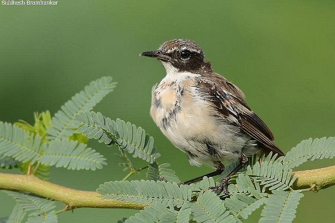 White-browed Bushchat - Siddhesh Bramhankar