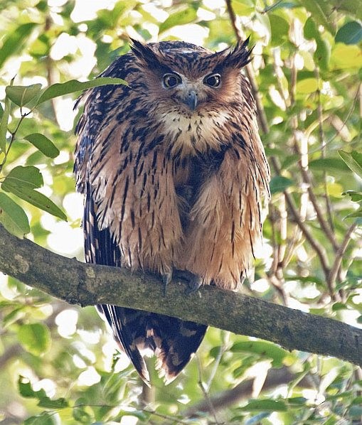 Tawny Fish-Owl - ML379130341