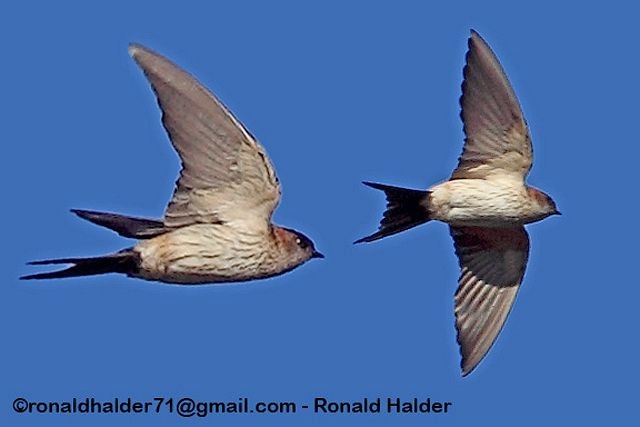 Red-rumped Swallow - Ronald Halder