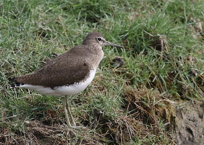 Green Sandpiper - ML379130411