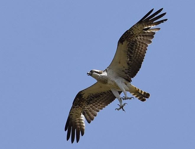 Águila Pescadora (haliaetus) - ML379130421