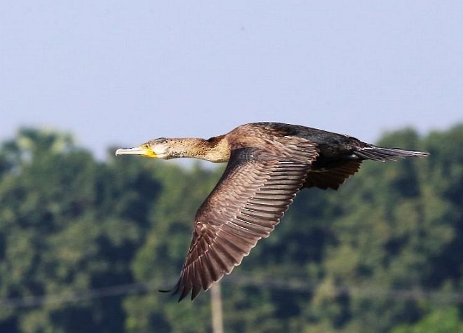 Grand Cormoran (sinensis/hanedae) - ML379131381