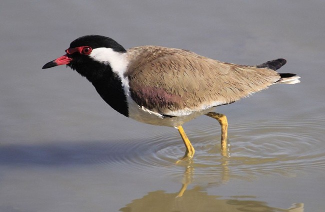 Red-wattled Lapwing - Rajesh Kalra