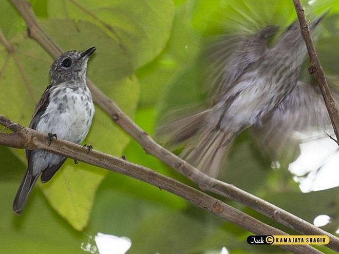 Sulawesi Brown Flycatcher - ML379131761