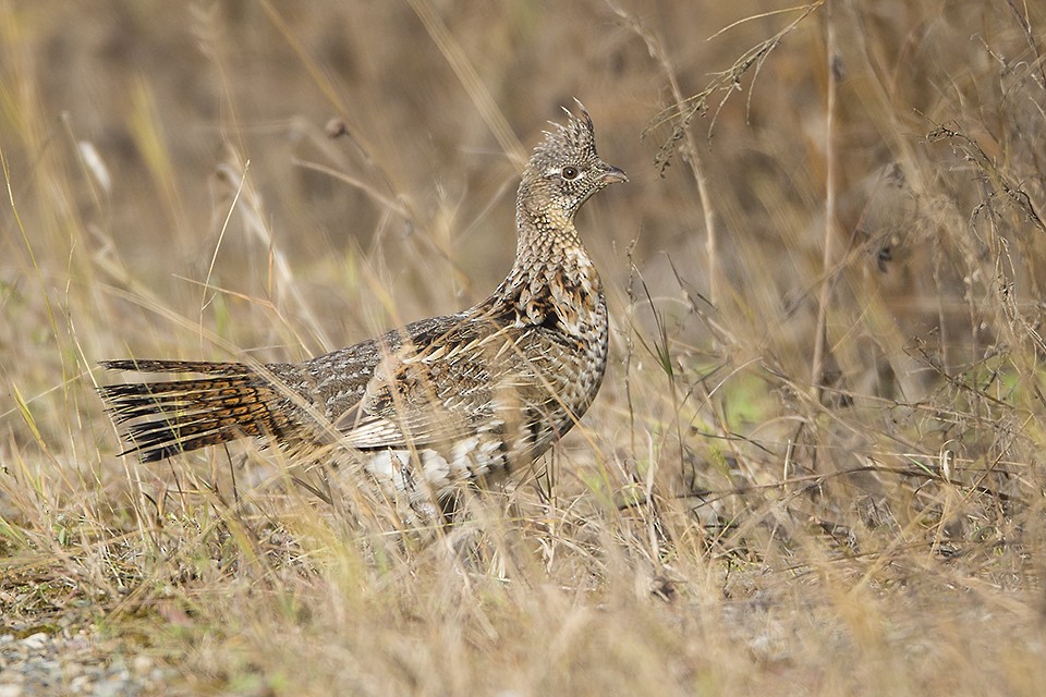 Ruffed Grouse - ML37913211