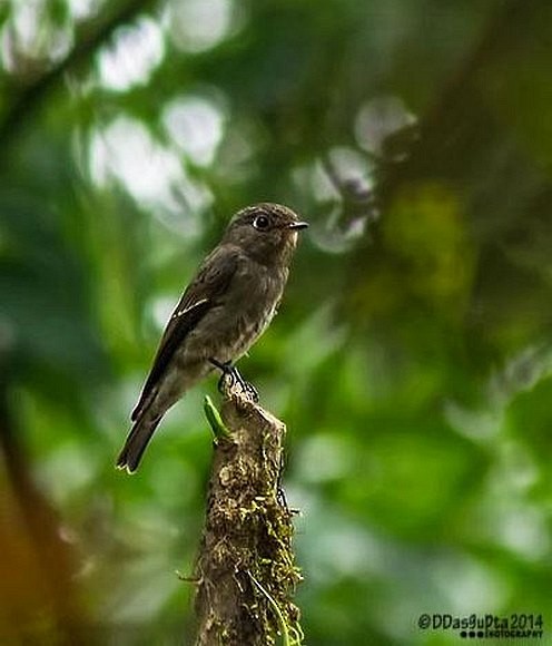 Dark-sided Flycatcher - ML379132261